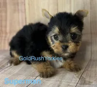Superman, a male Yorkshire Terrier for sale in Dahlonega, GA – Photo 1 of 3