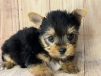 Superman, a male Yorkshire Terrier for sale in Dahlonega, GA – Photo 3 of 3