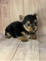 Superman, a male Yorkshire Terrier for sale in Dahlonega, GA – Photo 2 of 3