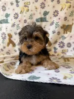 Red, a male Yorkshire Terrier for sale in Dahlonega, GA – 3 of 3