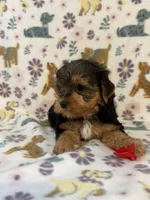 Red boy, a male Yorkshire Terrier for sale in Dahlonega, GA – 1 of 4