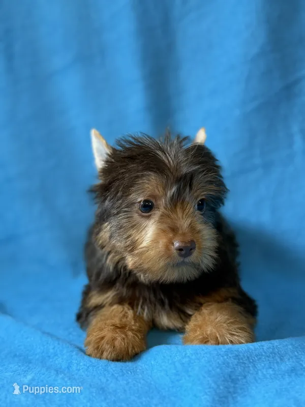 Luke – Yorkshire Terrier puppy for sale in Dahlonega, GA