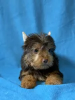 Luke, a male Yorkshire Terrier for sale in Dahlonega, GA – 1 of 4