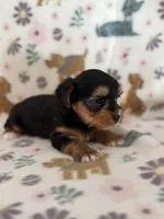 Raider , a male Yorkshire Terrier for sale in Dahlonega, GA – 2 of 4