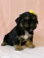 Yellow girl, a female Yorkshire Terrier for sale in Dahlonega, GA – 4 of 5