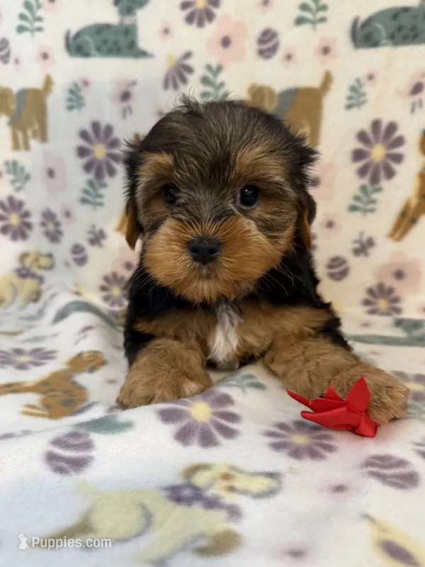 Red boy  – Yorkshire Terrier puppy for sale in Dahlonega, GA