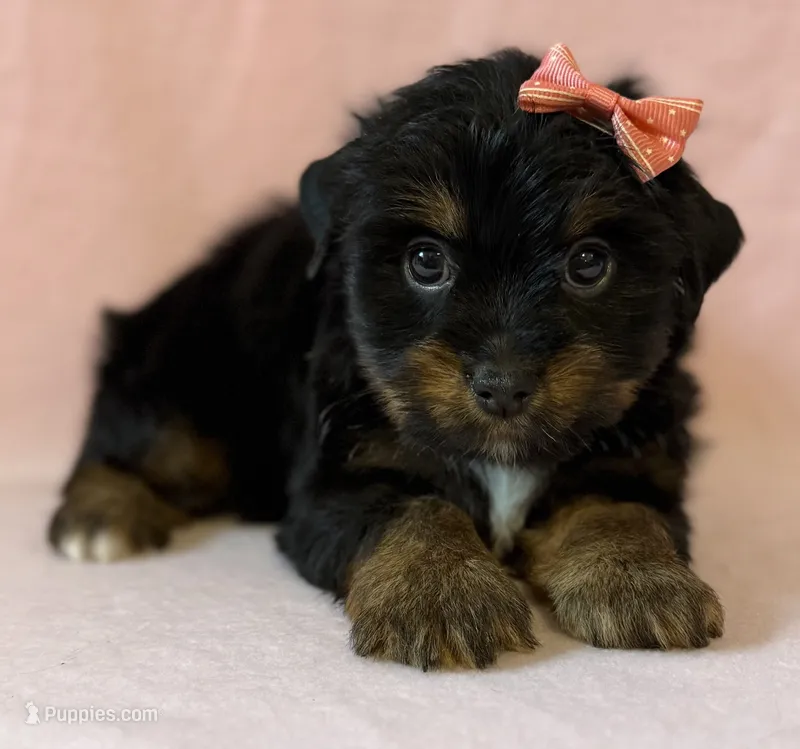 Peachy girl – Yorkshire Terrier puppy for sale in Dahlonega, GA