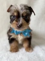 Bo , a male Yorkshire Terrier for sale in Dahlonega, GA – 2 of 7