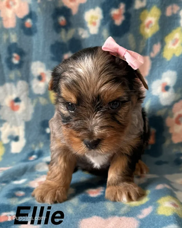 Ellie – Yorkshire Terrier puppy for sale in Dahlonega, GA