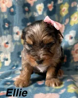 Ellie, a female Yorkshire Terrier for sale in Dahlonega, GA – 1 of 3