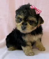 Pink girl, a female Yorkshire Terrier for sale in Dahlonega, GA – 2 of 3