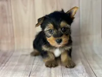 Batman, a male Yorkshire Terrier for sale in Dahlonega, GA – Photo 2 of 3