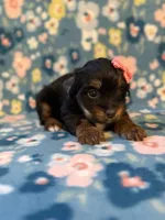 Peachy, a female Yorkshire Terrier for sale in Dahlonega, GA – 2 of 3