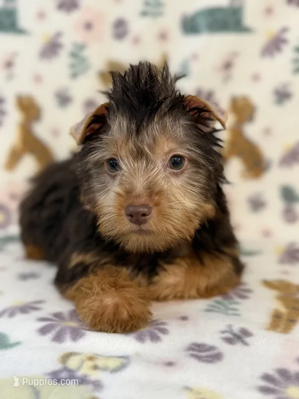 Mo man – Yorkshire Terrier puppy for sale in Dahlonega, GA
