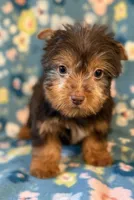 Luke, a male Yorkshire Terrier for sale in Dahlonega, GA – 1 of 3