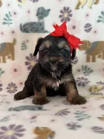 Raine , a female Yorkshire Terrier for sale in Dahlonega, GA – 3 of 3