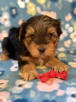  Red, a male Yorkshire Terrier for sale in Dahlonega, GA – 4 of 5