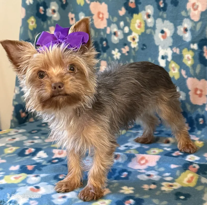 Sadie – Yorkshire Terrier puppy for sale in Dahlonega, GA