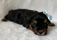 Roxy, a female Yorkshire Terrier for sale in Dahlonega, GA – 2 of 4