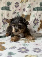 Rocky, a male Yorkshire Terrier for sale in Dahlonega, GA – 3 of 3