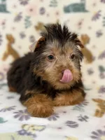 Mo man, a male Yorkshire Terrier for sale in Dahlonega, GA – 2 of 4