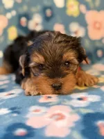  Red, a male Yorkshire Terrier for sale in Dahlonega, GA – 2 of 5