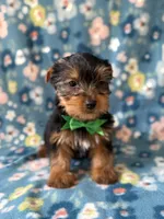 Kristoff, a male Yorkshire Terrier for sale in Dahlonega, GA – Photo 2 of 5