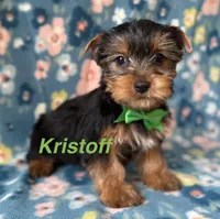 Kristoff, a male Yorkshire Terrier for sale in Dahlonega, GA – Photo 1 of 5