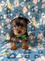Kristoff, a male Yorkshire Terrier for sale in Dahlonega, GA – Photo 4 of 5