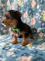 Kristoff, a male Yorkshire Terrier for sale in Dahlonega, GA – Photo 3 of 5