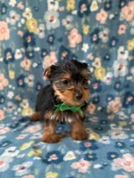 Kristoff, a male Yorkshire Terrier for sale in Dahlonega, GA – Photo 5 of 5
