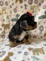 Roxy, a female Yorkshire Terrier for sale in Dahlonega, GA – 2 of 4