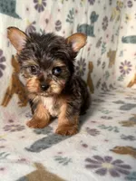 Rocky, a male Yorkshire Terrier for sale in Dahlonega, GA – 4 of 4
