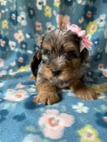 Ellie, a female Yorkshire Terrier for sale in Dahlonega, GA – 6 of 7