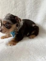 Bo , a male Yorkshire Terrier for sale in Dahlonega, GA – 3 of 7