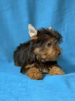 Luke, a male Yorkshire Terrier for sale in Dahlonega, GA – 4 of 4