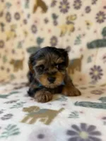 Romeo, a male Yorkshire Terrier for sale in Dahlonega, GA – Photo 2 of 6