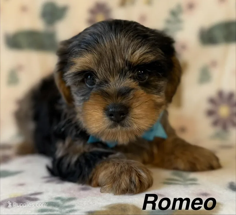 Romeo – Yorkshire Terrier puppy for sale in Dahlonega, GA
