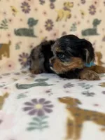 Romeo, a male Yorkshire Terrier for sale in Dahlonega, GA – Photo 3 of 6