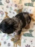 Romeo, a male Yorkshire Terrier for sale in Dahlonega, GA – Photo 5 of 6