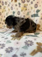 Romeo, a male Yorkshire Terrier for sale in Dahlonega, GA – Photo 6 of 6