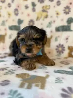 Romeo, a male Yorkshire Terrier for sale in Dahlonega, GA – Photo 4 of 6