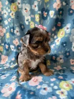 Ellie, a female Yorkshire Terrier for sale in Dahlonega, GA – 3 of 7