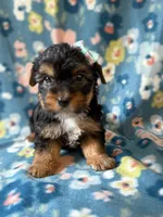 Roxy, a female Yorkshire Terrier for sale in Dahlonega, GA – 4 of 6