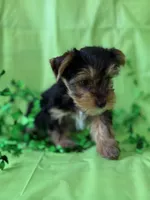 Batman, a male Yorkshire Terrier for sale in Dahlonega, GA – Photo 2 of 4