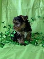 Batman, a male Yorkshire Terrier for sale in Dahlonega, GA – Photo 4 of 4