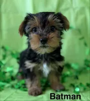 Batman, a male Yorkshire Terrier for sale in Dahlonega, GA – Photo 1 of 4