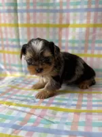 Blaze, a male Yorkshire Terrier for sale in Dahlonega, GA – Photo 3 of 4