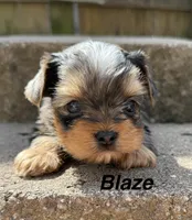 Blaze, a male Yorkshire Terrier for sale in Dahlonega, GA – Photo 2 of 4