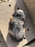 Blaze, a male Yorkshire Terrier for sale in Dahlonega, GA – Photo 4 of 4